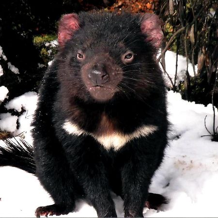 Moina Wombat Cabinヴィラ エクステリア 写真