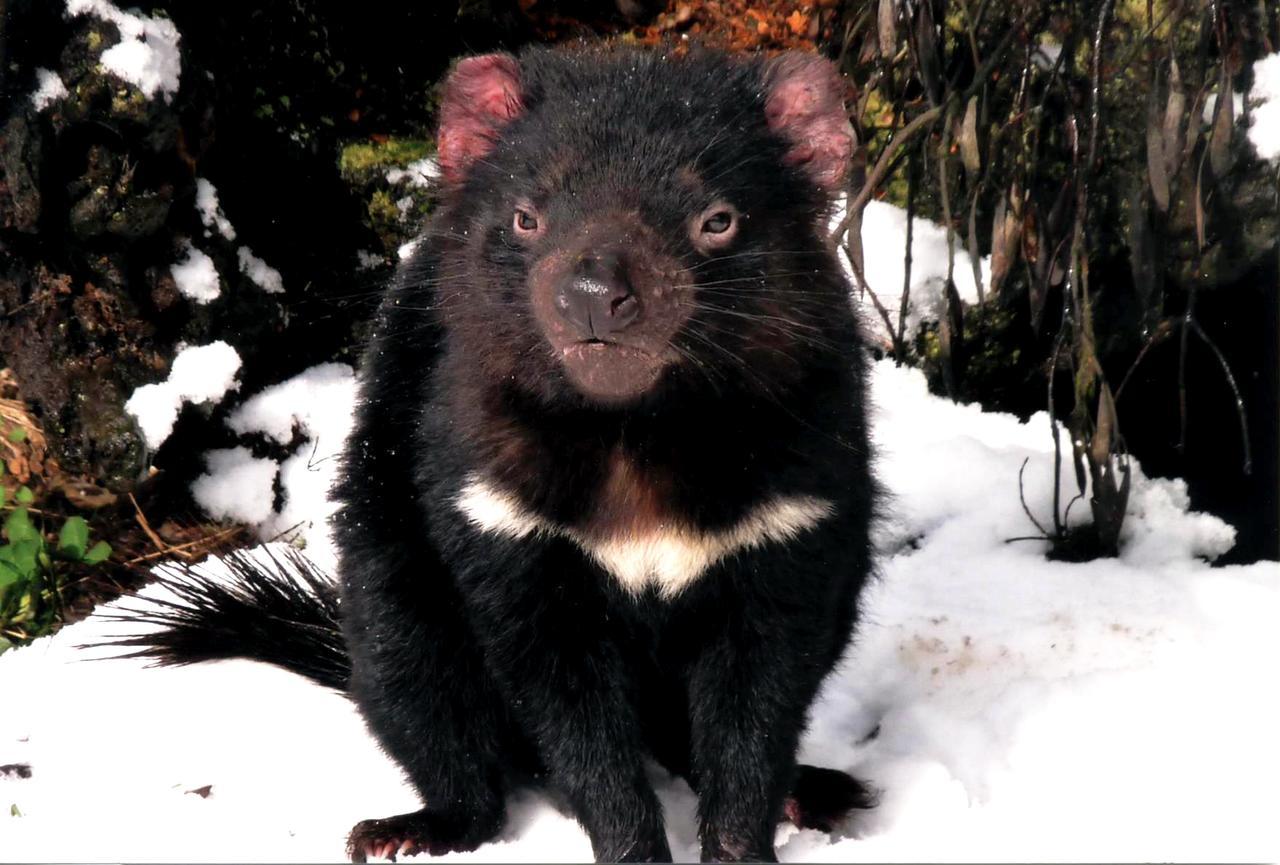 Moina Wombat Cabinヴィラ エクステリア 写真