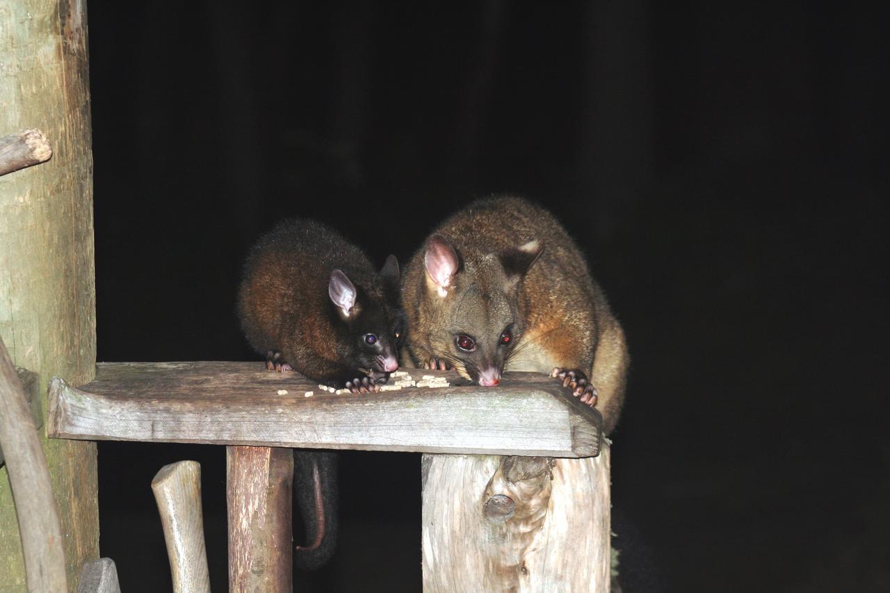Moina Wombat Cabinヴィラ エクステリア 写真