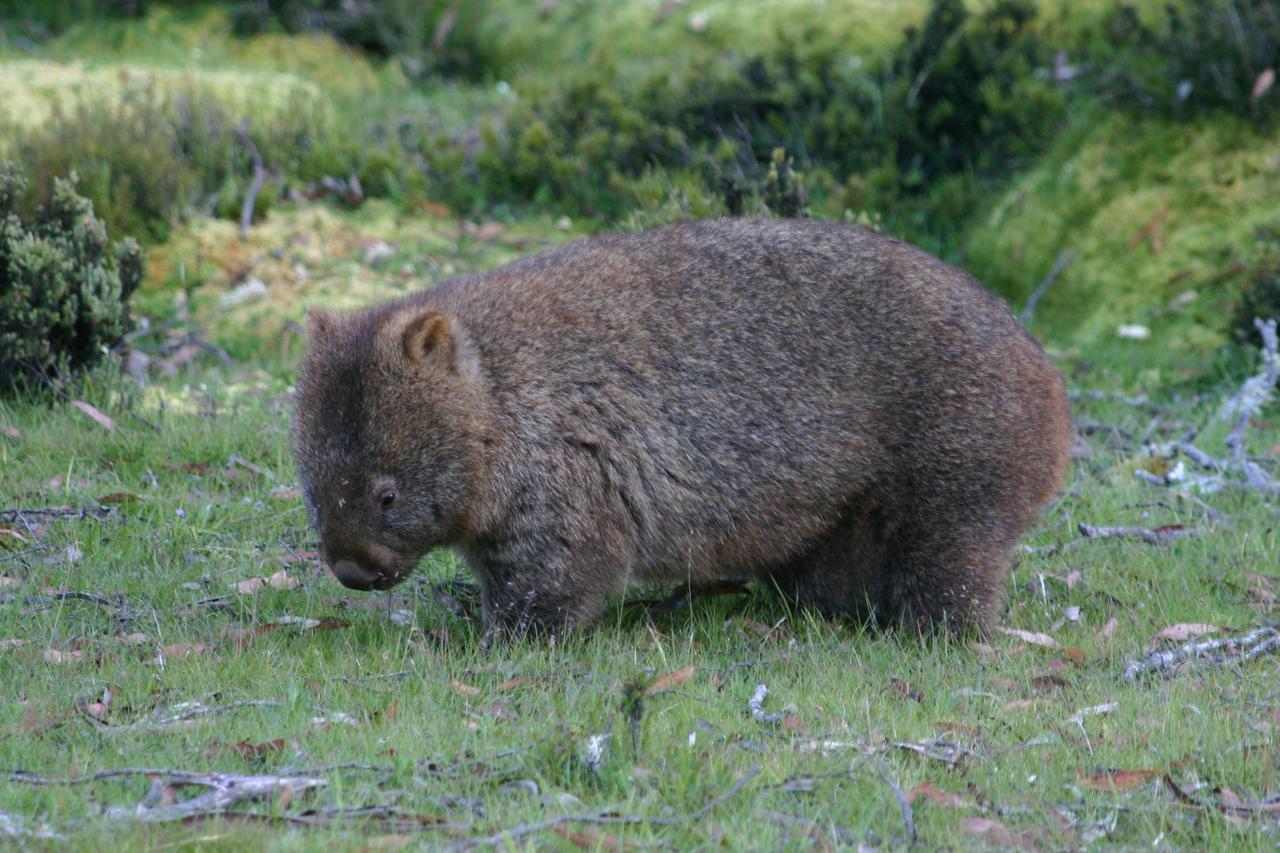 Moina Wombat Cabinヴィラ エクステリア 写真