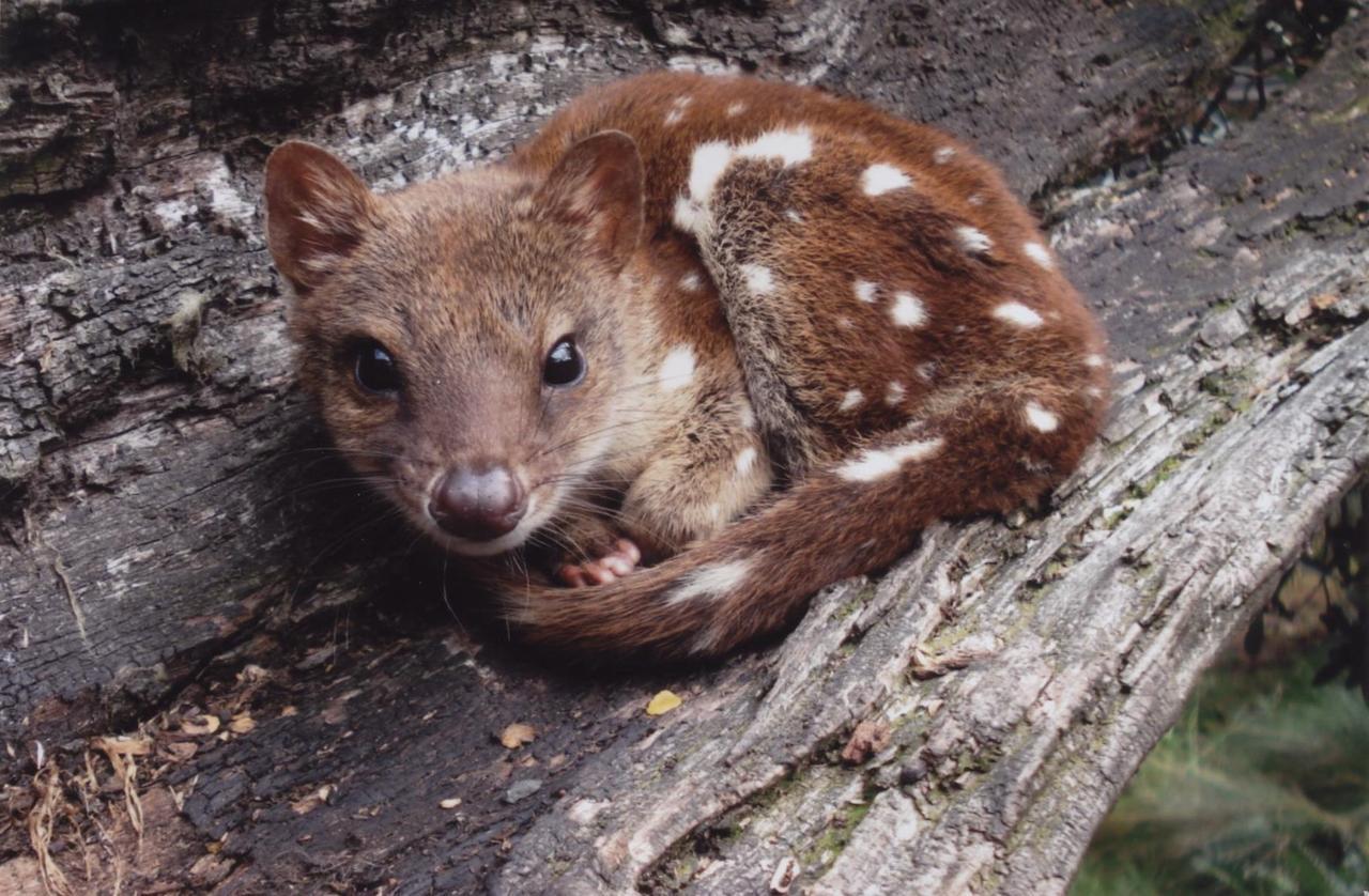Moina Wombat Cabinヴィラ エクステリア 写真