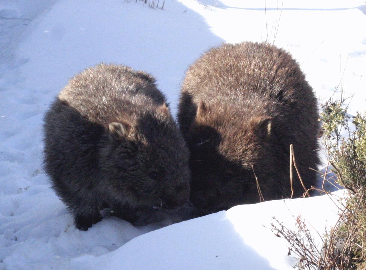 Moina Wombat Cabinヴィラ エクステリア 写真