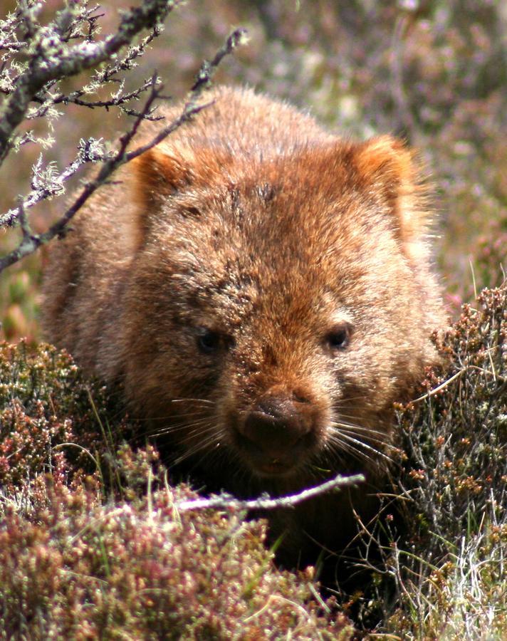 Moina Wombat Cabinヴィラ エクステリア 写真